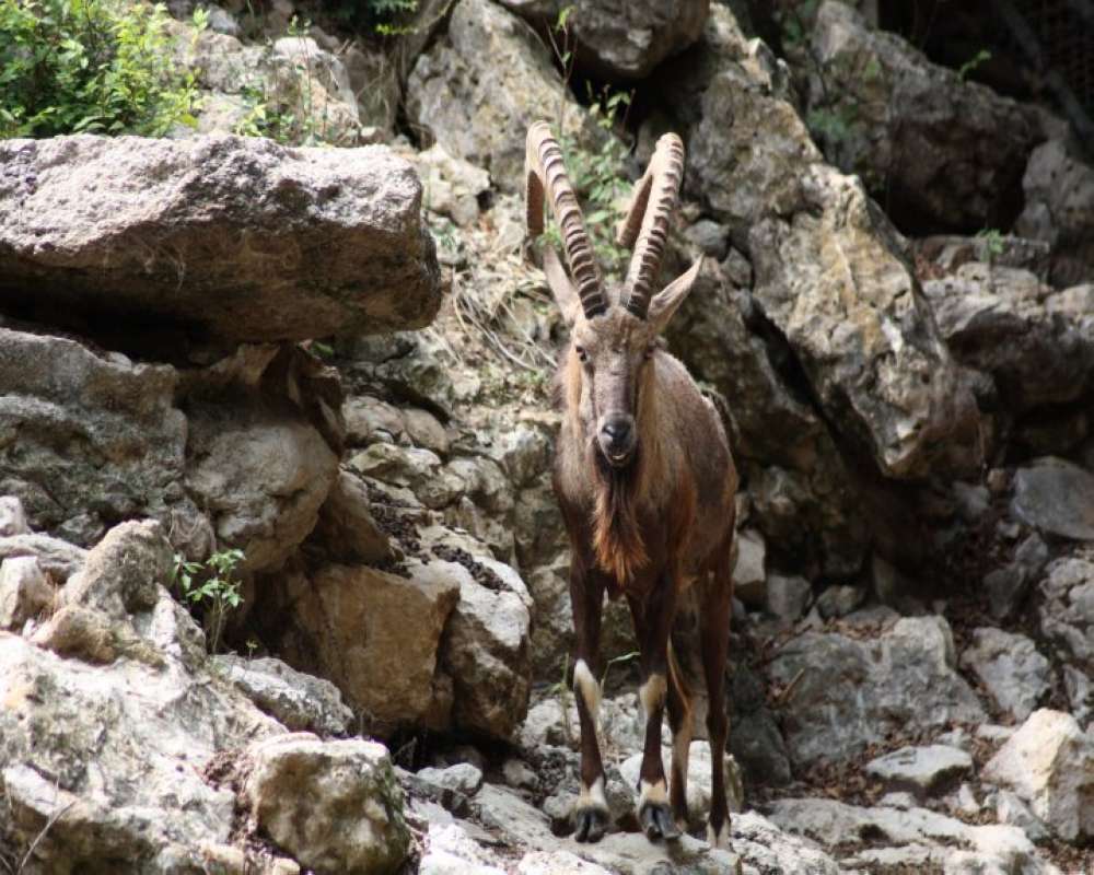 Zoo View<br>(Location of Picture: Fort Worth Zoo, Texas, USA, 2009)