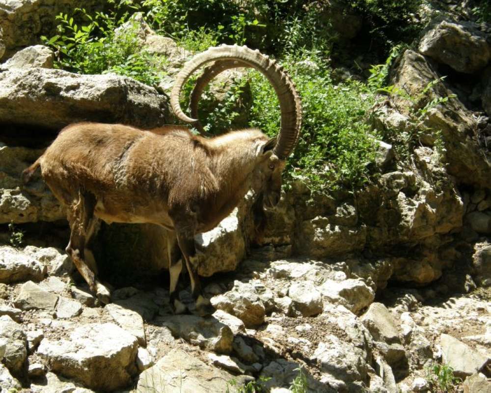 Zoo View #2<br>(Location of Picture: Fort Worth Zoo, Texas, USA, 2009)