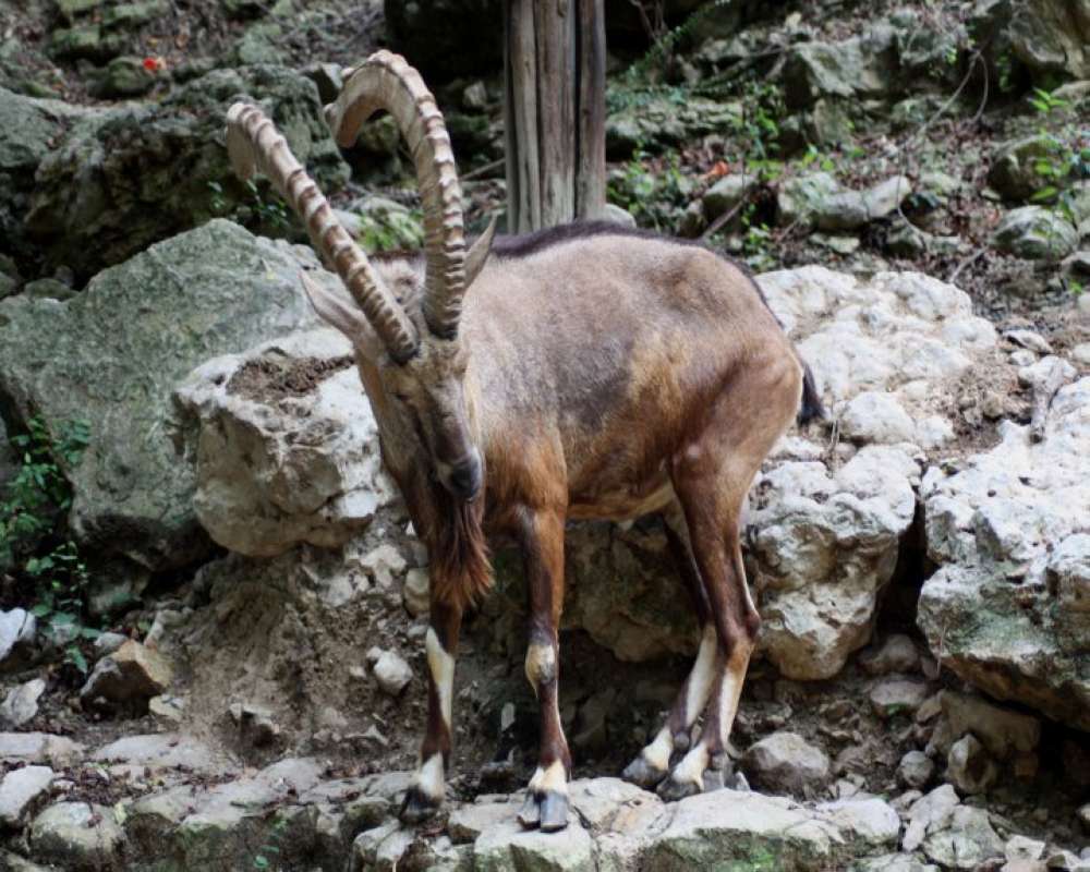 Zoo View<br>(Location of Picture: Fort Worth Zoo, Texas, USA, 2009)