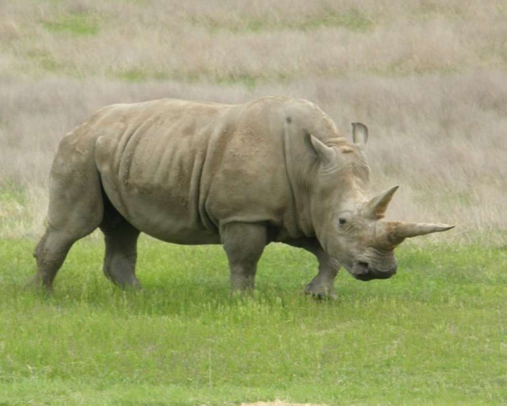 Ranch View<br>(Location of Picture: Fossil Rim, Texas, USA, 2009)