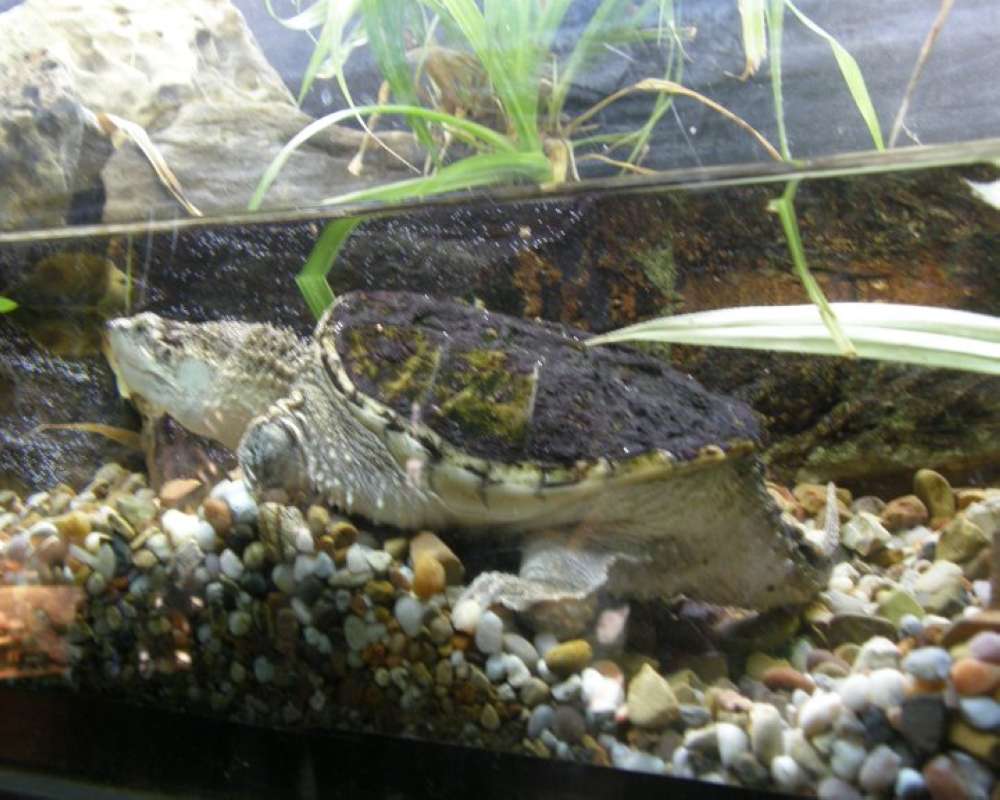 Aquarium View<br>(Location of Picture: Aquarium, Fort Worth, Texas, USA 09)