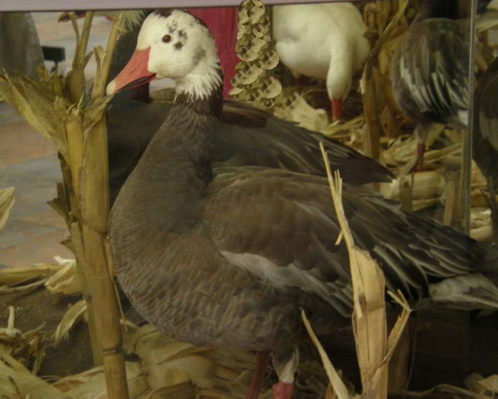 Mounted With Background<br>(Location of Picture: Cabelas, Texas, USA, 2009)