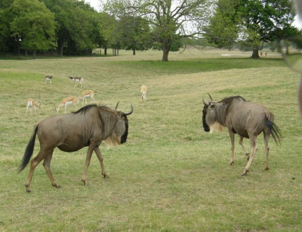 Walking<br>(Location of Picture: Fossil Rim, Texas, USA, 2009)