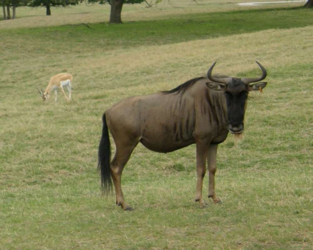 Side View On Ranch<br>(Location of Picture: Fossil Rim, Texas, USA, 2009)