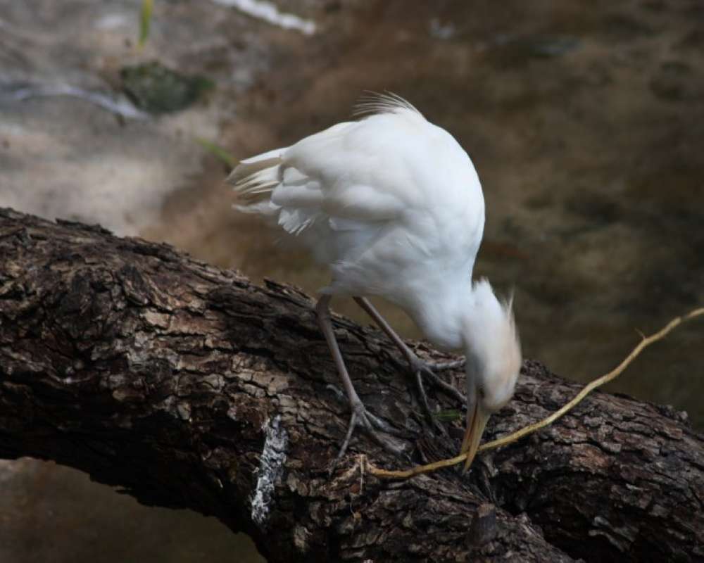 Zoo Image<br>(Location of Picture: Fort Worth Zoo)