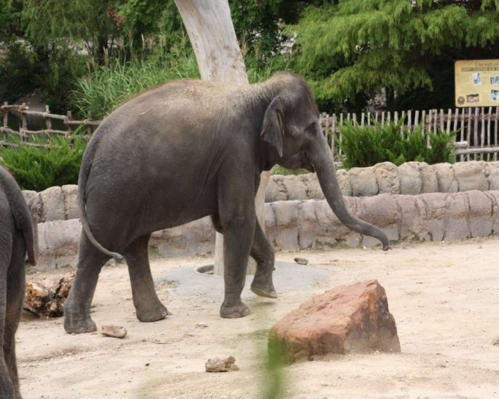 View of Youth<br>(Location of Picture: Fort Worth Zoo, Texas, USA, 2009)