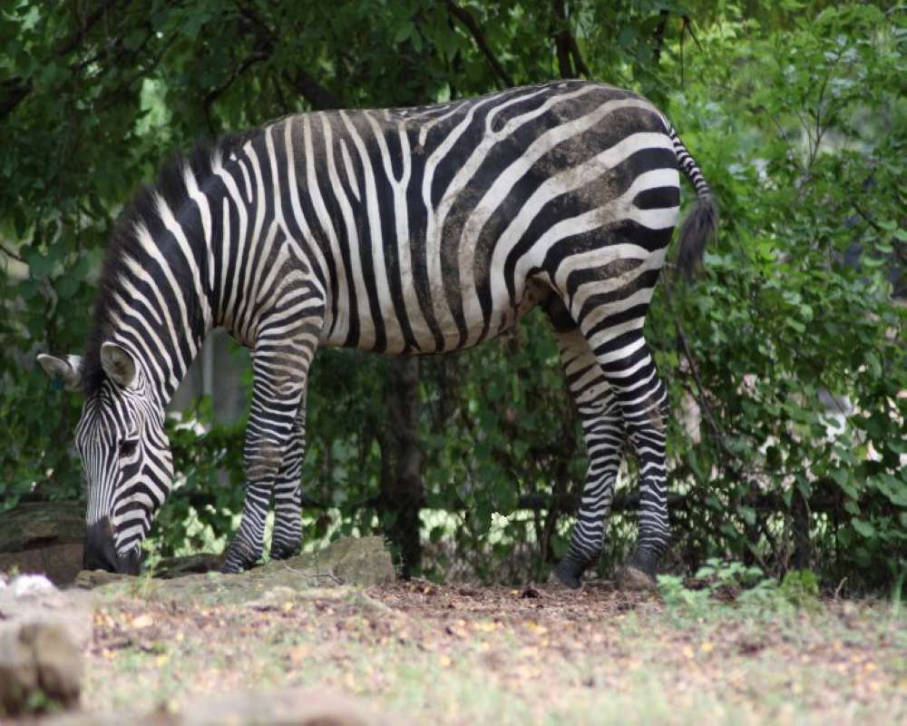 Zoo View #2<br>(Location of Picture: Fort Worth Zoo, Texas, USA, 2009)