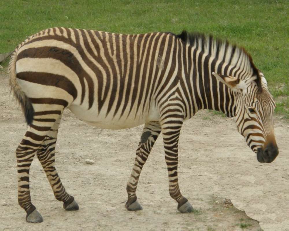Zoo View<br>(Location of Picture: Fossil Rim, Texas, USA, 2009)