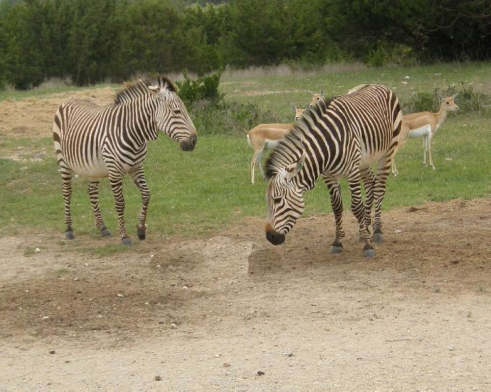 Zoo View #2<br>(Location of Picture: Fossil Rim, Texas, USA, 2009)
