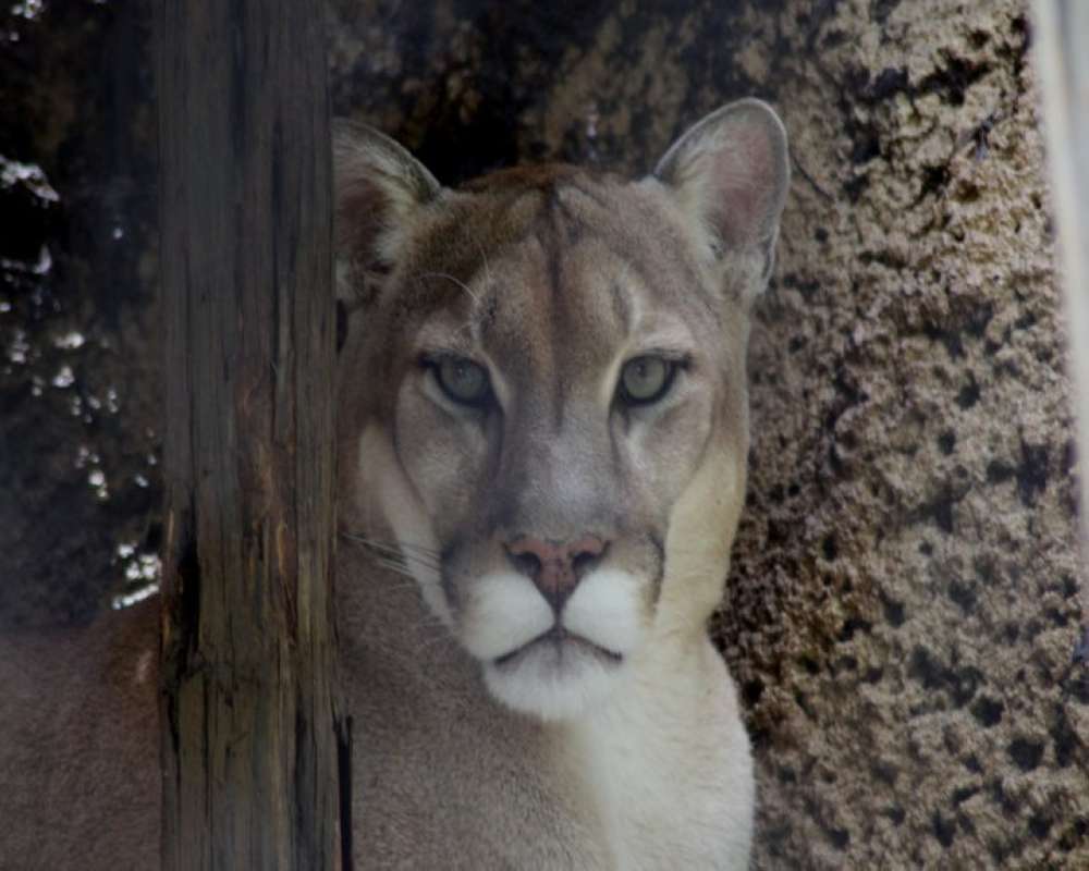 Zoo View<br>(Location of Picture: Fort Worth Zoo, Texas, USA, 2009)