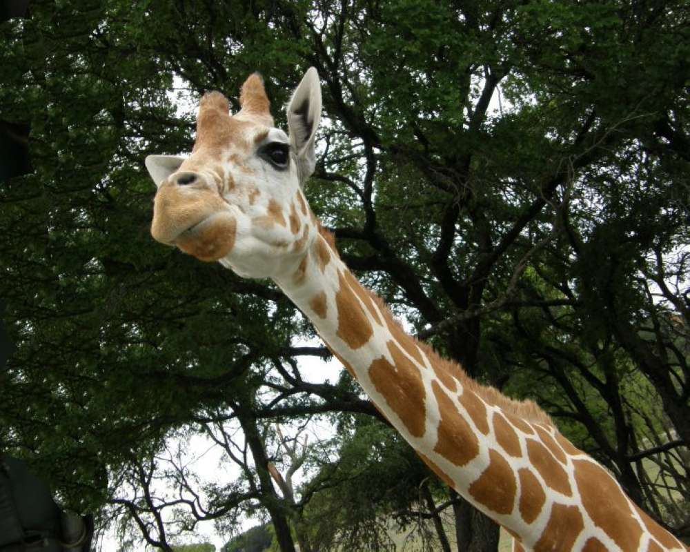 Neck and Head View