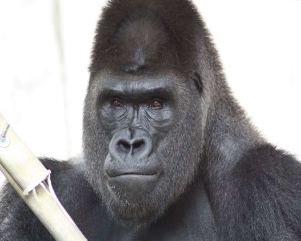 Image Of Face<br>(Location of Picture: Fort Worth Zoo, Texas, USA, 2009)