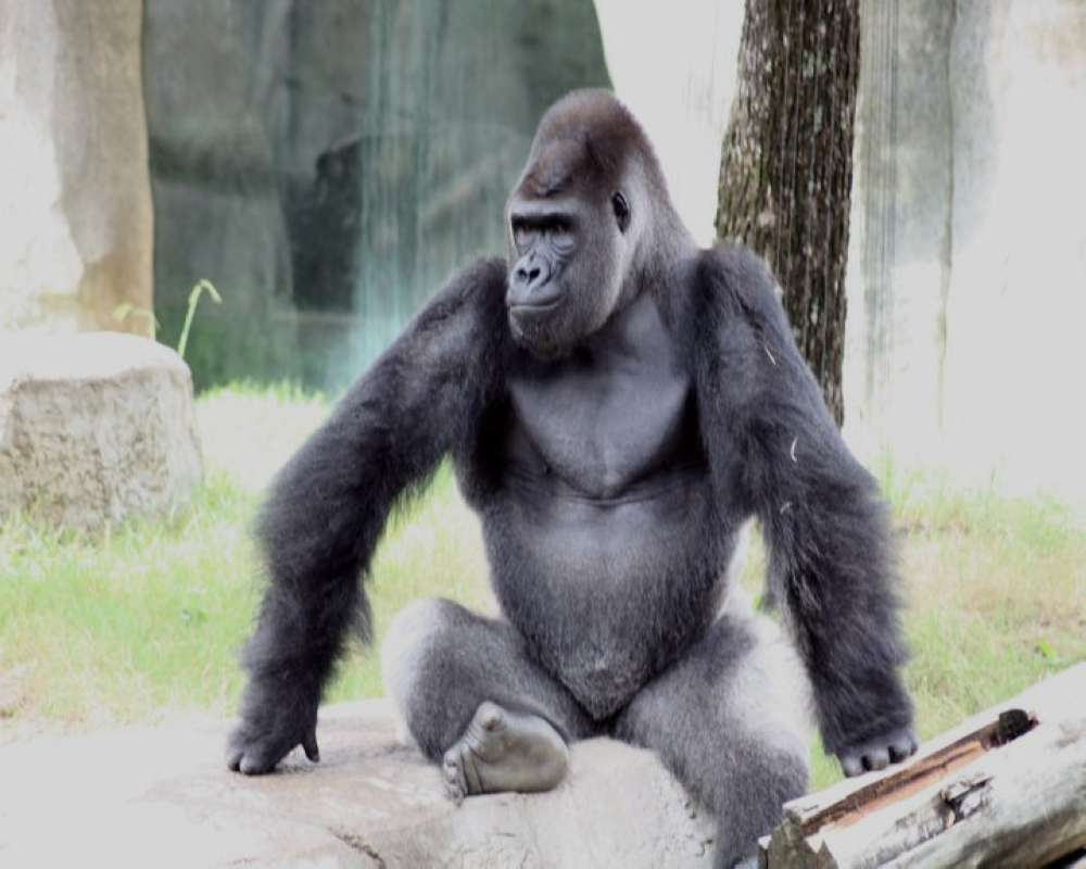 Image Of Silhouette<br>(Location of Picture: Fort Worth Zoo, Texas, USA, 2009)