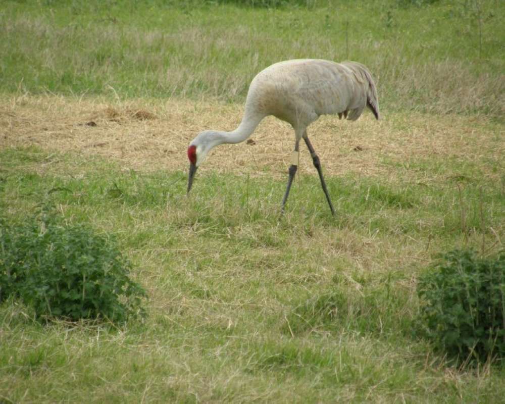 Ranch View - Eating<br>(Location of Picture: Fossil Rim Park, Texas, USA, 2009)