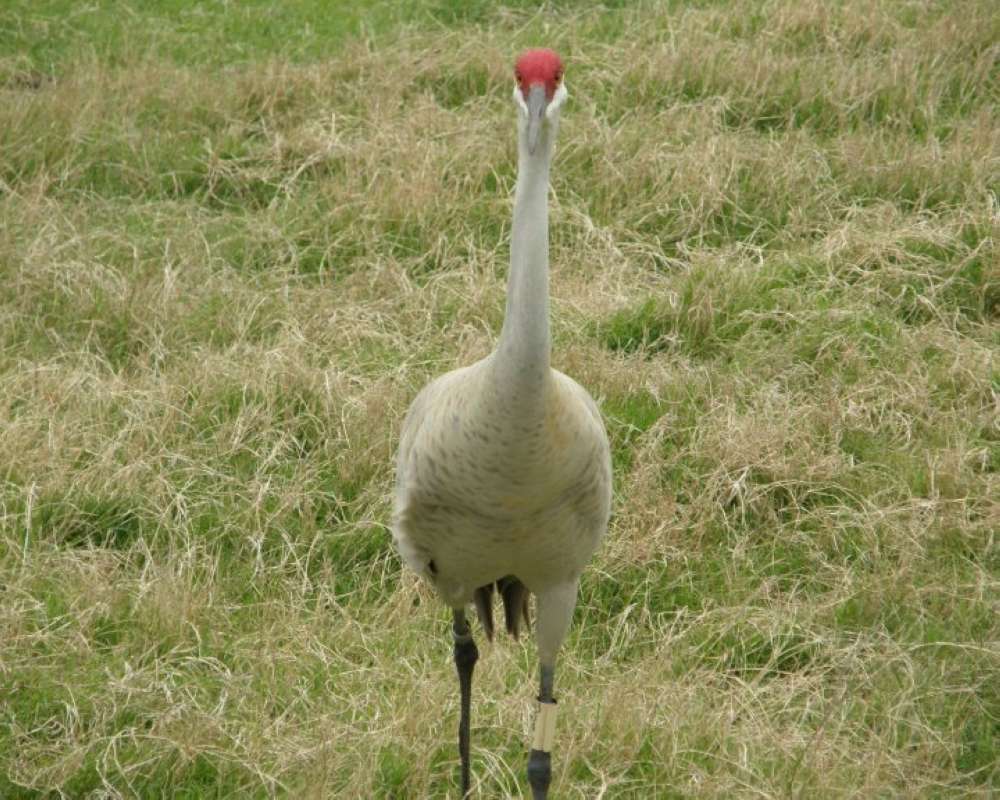 Ranch View - Front View<br>(Location of Picture: Fossil Rim Park, Texas, USA, 2009)