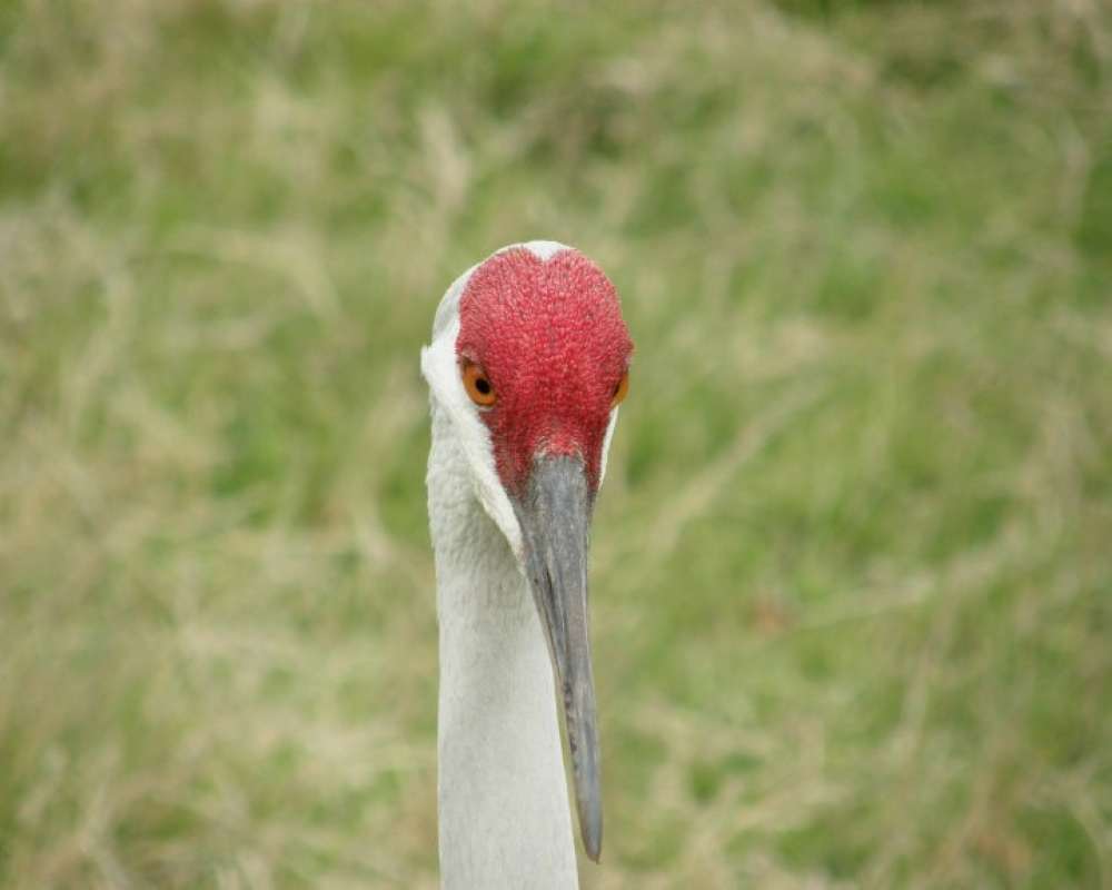 Ranch View - Close View Of Head<br>(Location of Picture: Fossil Rim Park, Texas, USA, 2009)