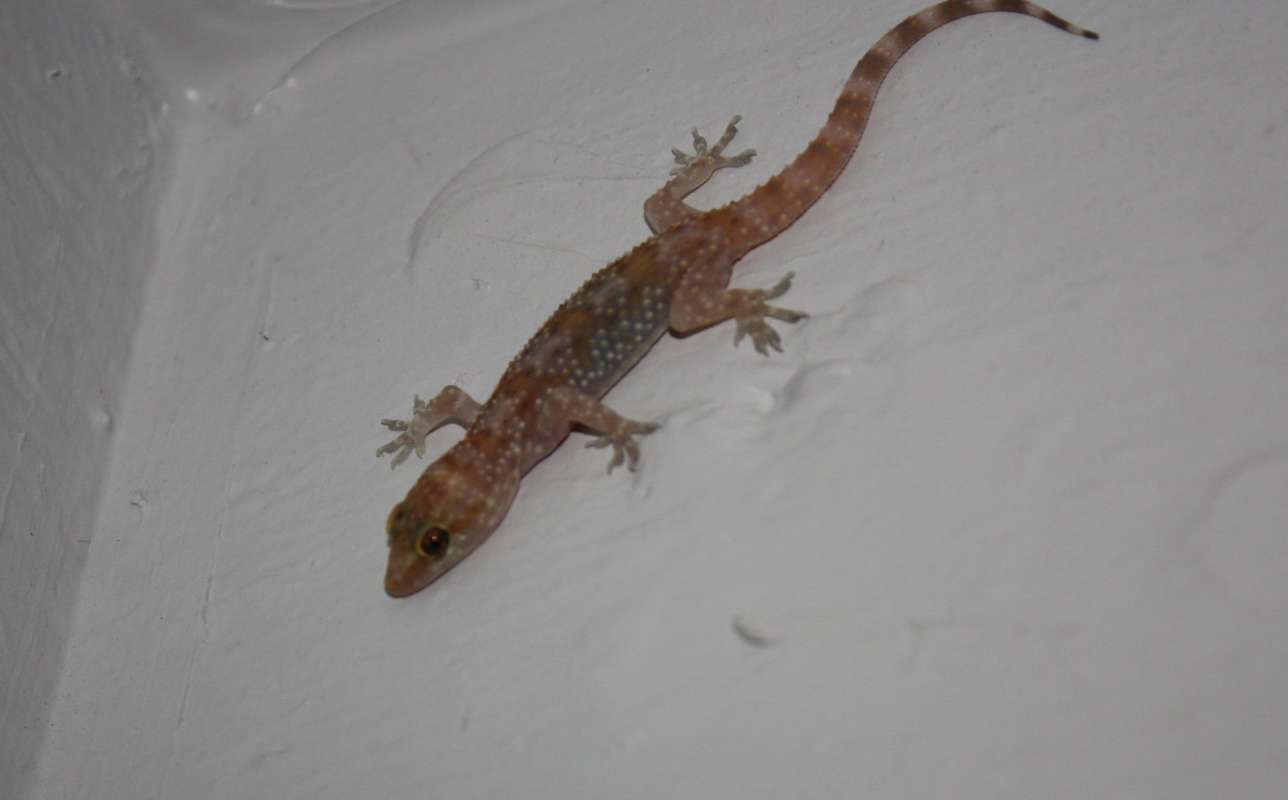 On Ceiling<br>(Location of Picture: Fort Worth, Texas, USA, 2009)