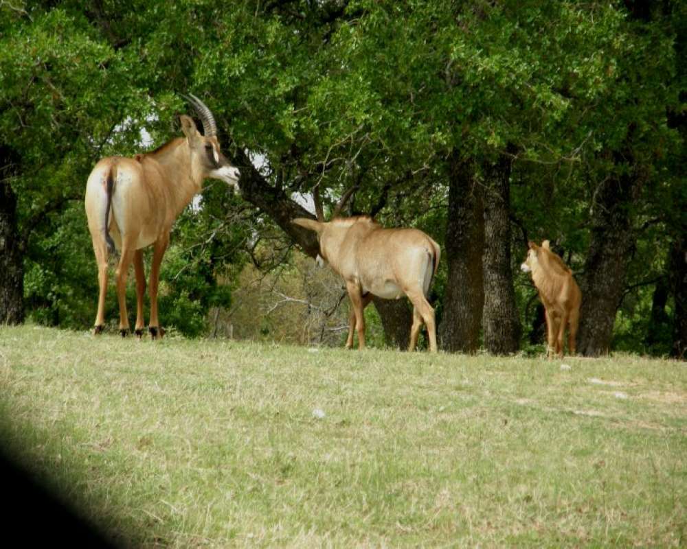 Ranch View On Grass<br>(Location of Picture: Fossil Rim, Texas, USA, 2009)