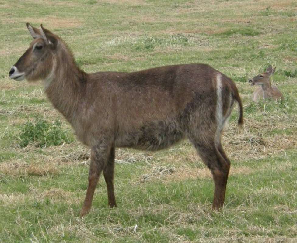 Ranch View On Grass<br>(Location of Picture: Fossil Rim, Texas, USA, 2009)