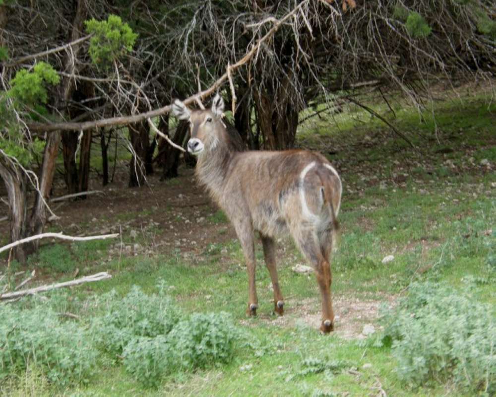 Rear View On Grass<br>(Location of Picture: Fossil Rim, Texas, USA, 2009)