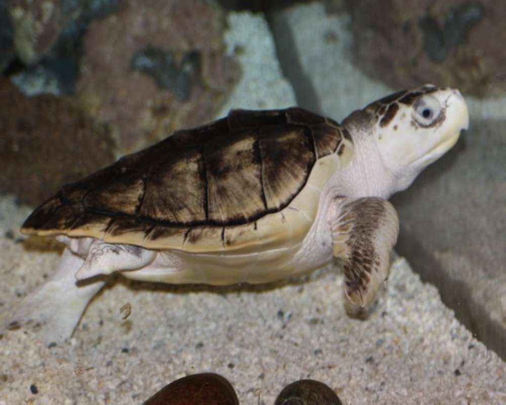 Aquarium View - Side View<br>(Location of Picture: Fort Worth Aquarium, Texas, USA, 09)