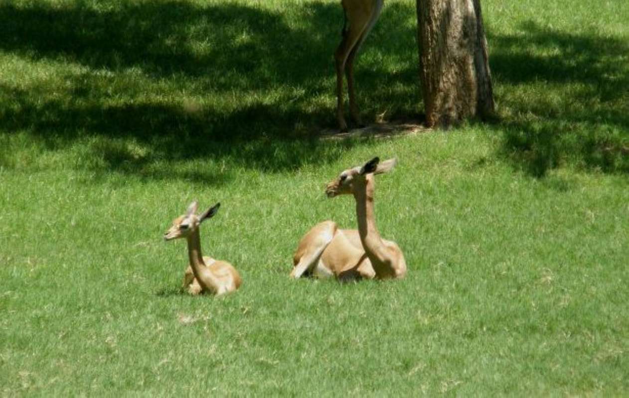 Ranch View On Grass<br>(Location of Picture: Fossil Ridge, Texas, USA, 2009)