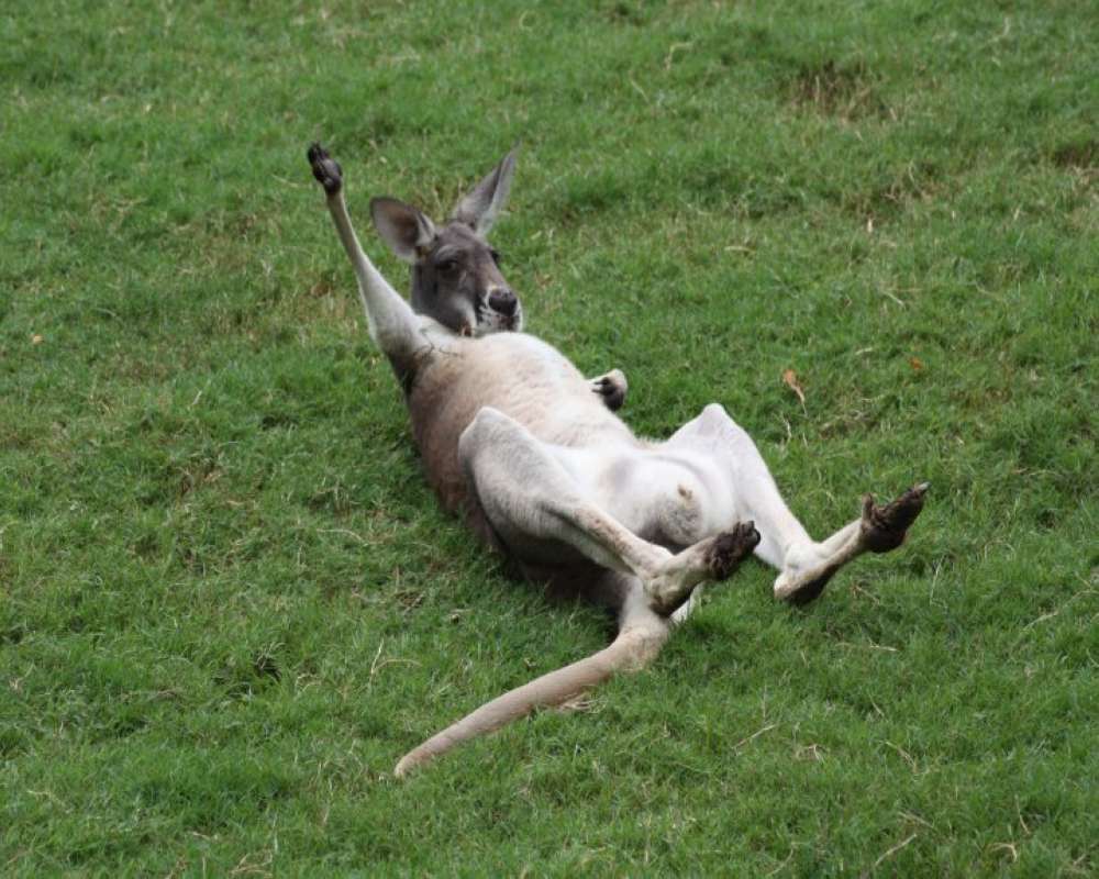 Ranch View Rolling On Grass<br>(Location of Picture: Fossil Rim, Texas, USA, 2009)