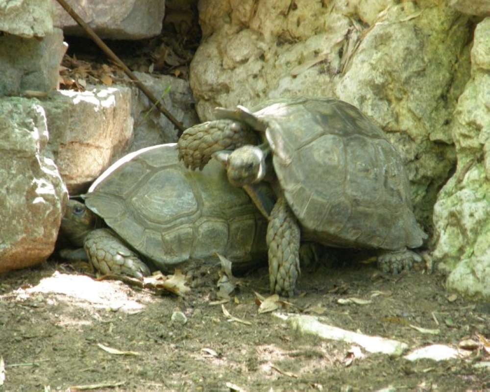 View Of Two Examples<br>(Location of Picture: Fort Worth Aquarium, Texas, USA, 09)