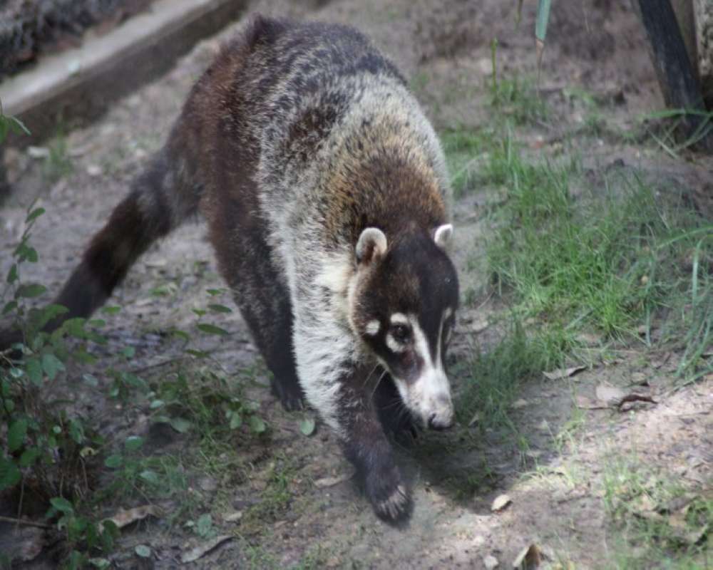 Front View in  Zoo<br>(Location of Picture: Fort Worth Zoo, Texas, USA, 2009)