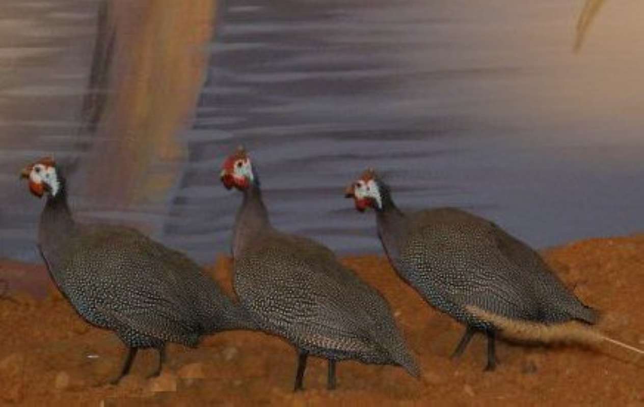Mounted With Background<br>(Location of Picture: Cabelas, Texas, USA, 2009)