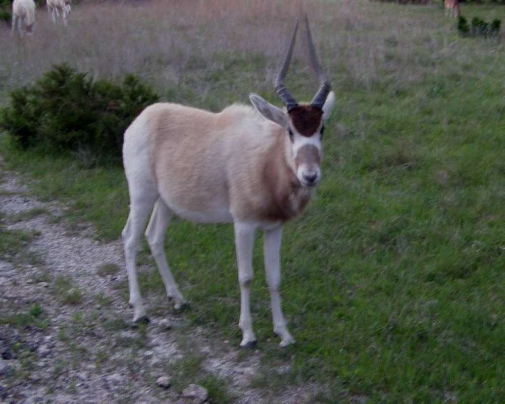 Zoo View<br>(Location of Picture: Fossil Rim, Texas, USA, 2009)