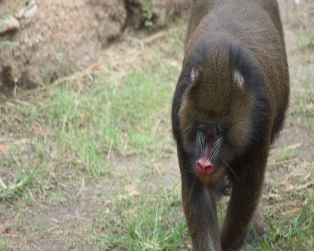 Front View<br>(Location of Picture: Fort Worth Zoo, Texas, USA, 2009)