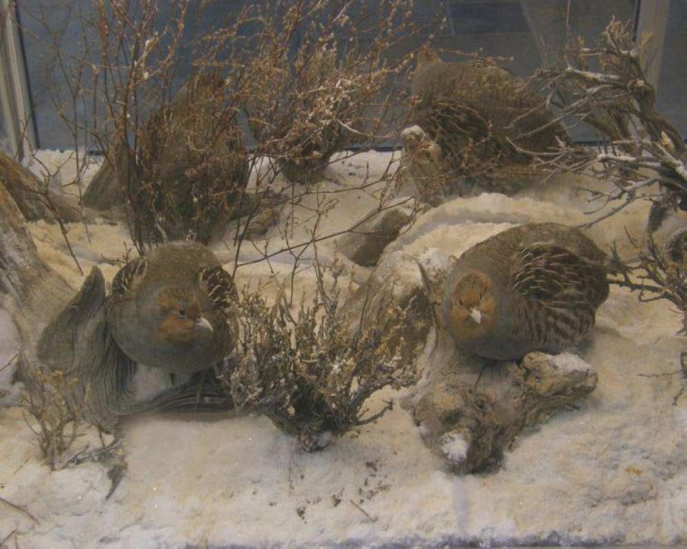 Winter View - Mounted<br>(Location of Picture: Cabelas, Texas, USA, 2009)