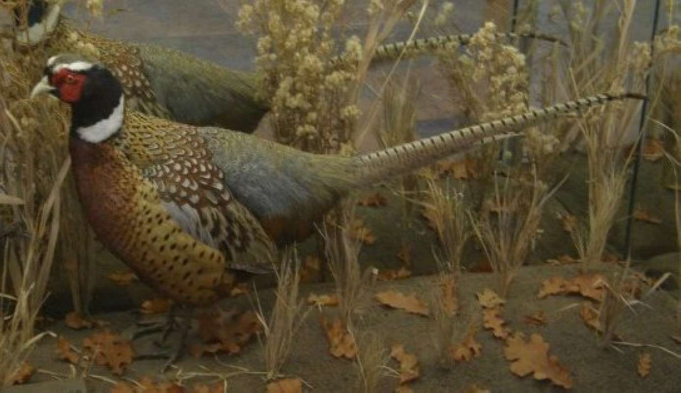 Mounted With Background - Male