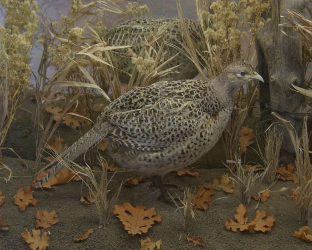 Mounted With Background - Female