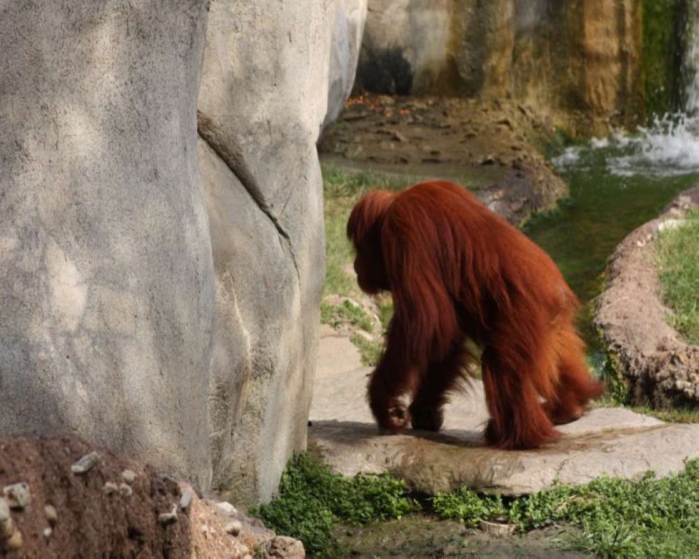 Zoo Image<br>(Location of Picture: Fort Worth Zoo, Texas, USA, 2009)