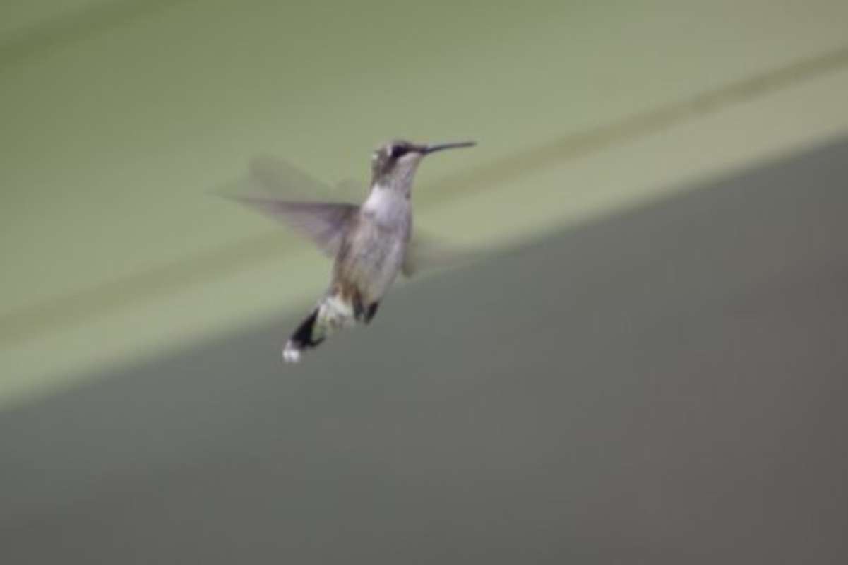 In Flight<br>(Location of Picture: Fort Worth, Texas, USA, 2009)