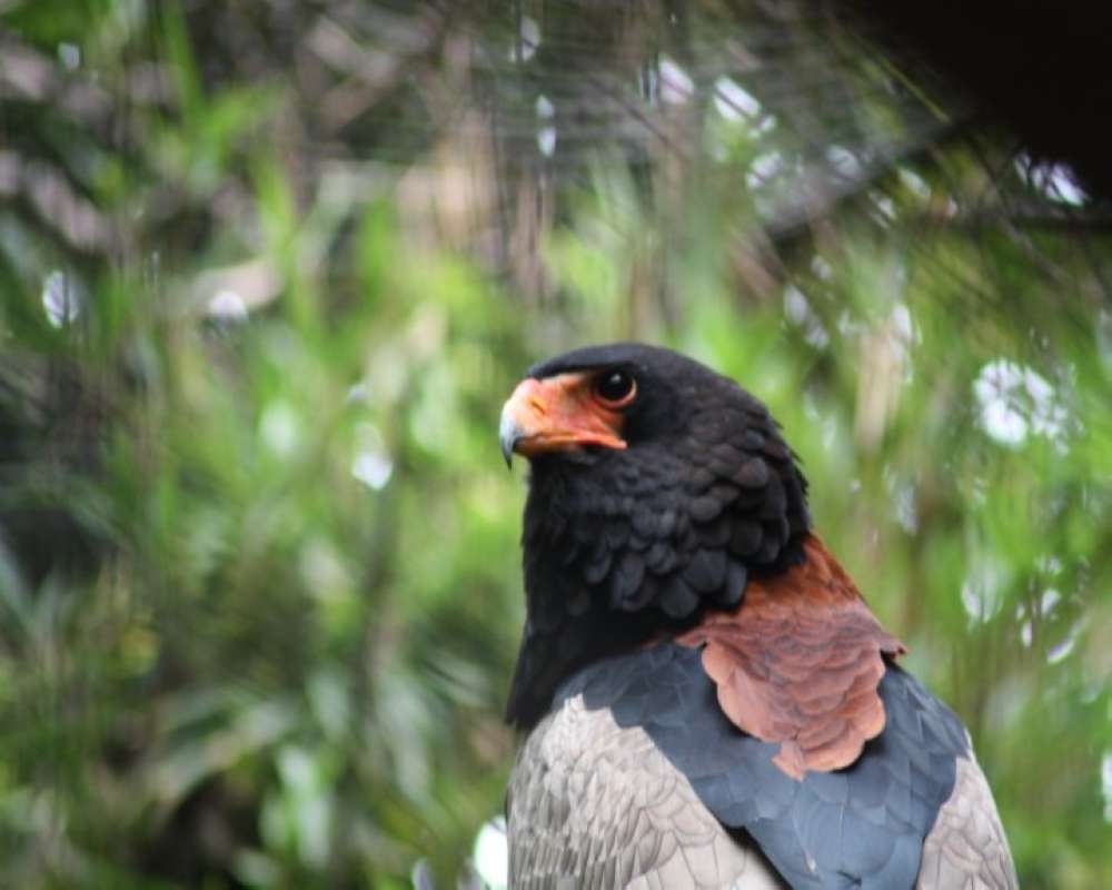 Head<br>(Location of Picture: Fort Worth Zoo, Texas, USA, 2009)