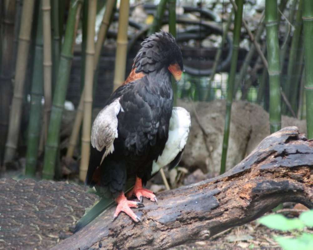 Front View<br>(Location of Picture: Fort Worth Zoo, Texas, USA, 2009)