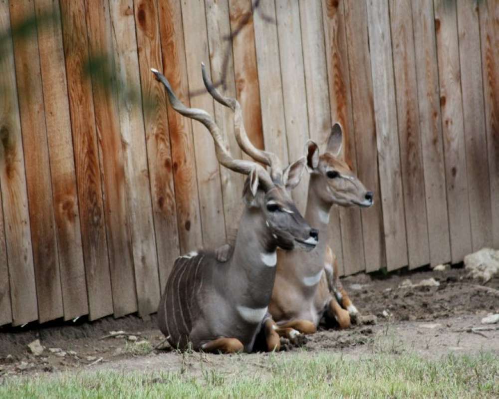 2 Males With Large Horns<br>(Location of Picture: Fossil Rim, Texas, USA, 2009)