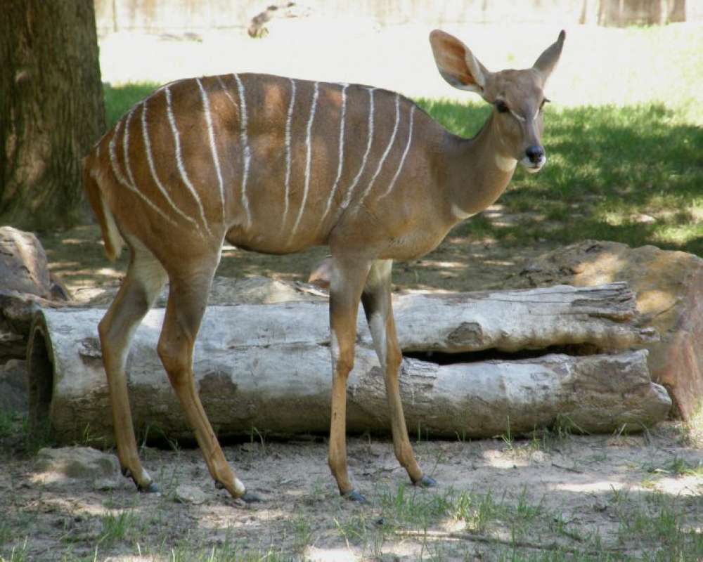 Young - Side View<br>(Location of Picture: Fossil Rim, Texas, USA, 2009)