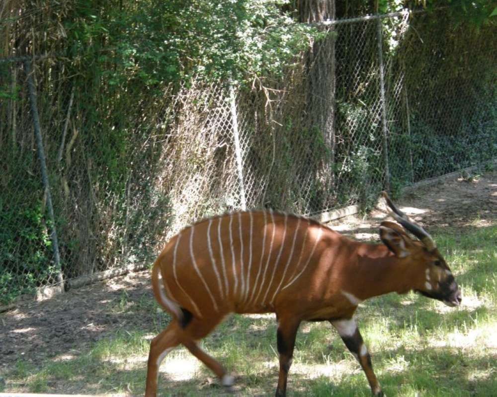 Young Side View #3<br>(Location of Picture: Fossil Rim, Texas, USA, 2009)