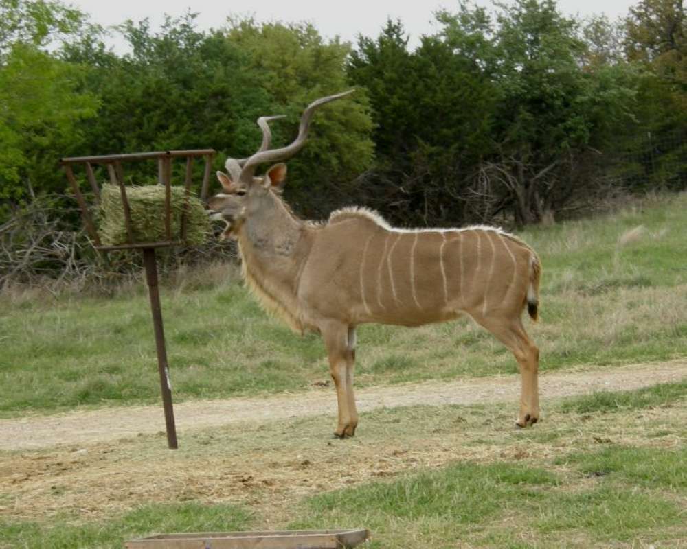 Ranch View<br>(Location of Picture: Fossil Rim, Texas, USA, 2009)