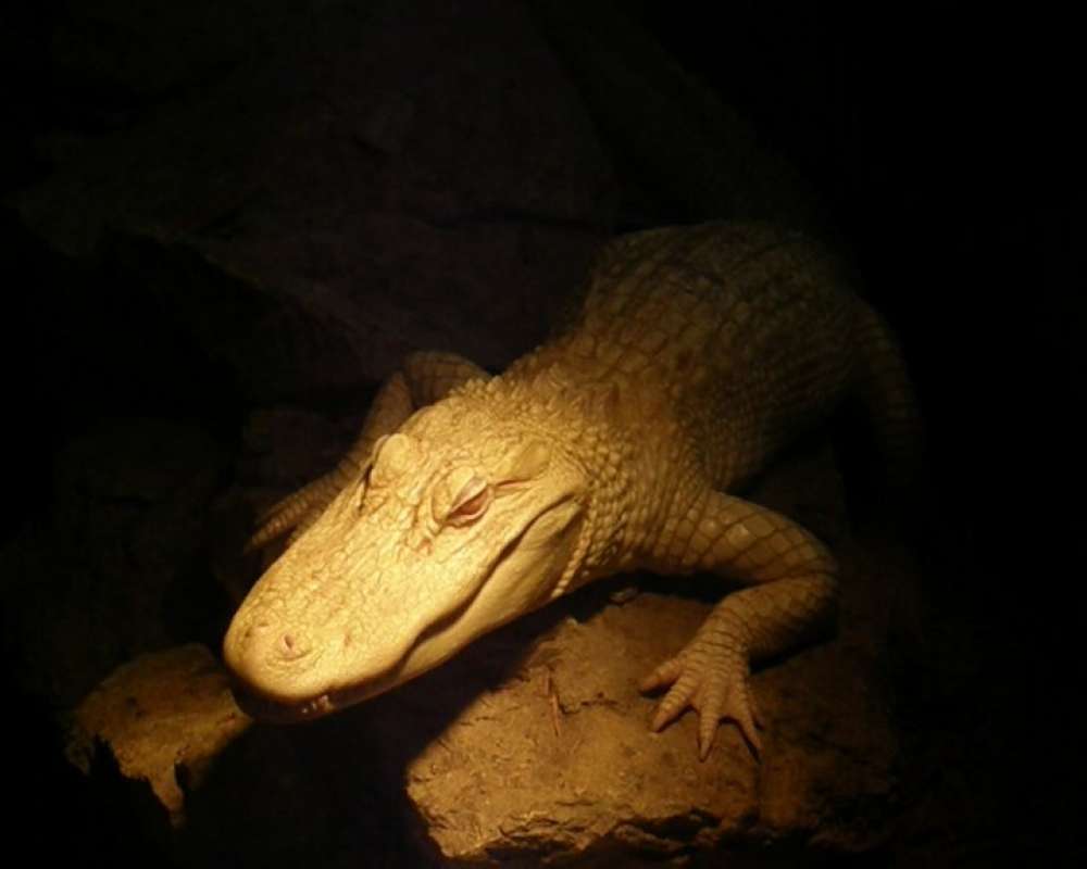Albino - View of Head<br>(Location of Picture: Dallas Zoo, Texas, USA, 2010)