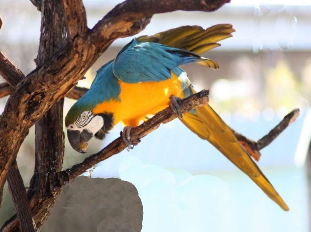 Side View - Head Down<br>(Location of Picture: Dallas Zoo, Texas, USA, Jan 2010)