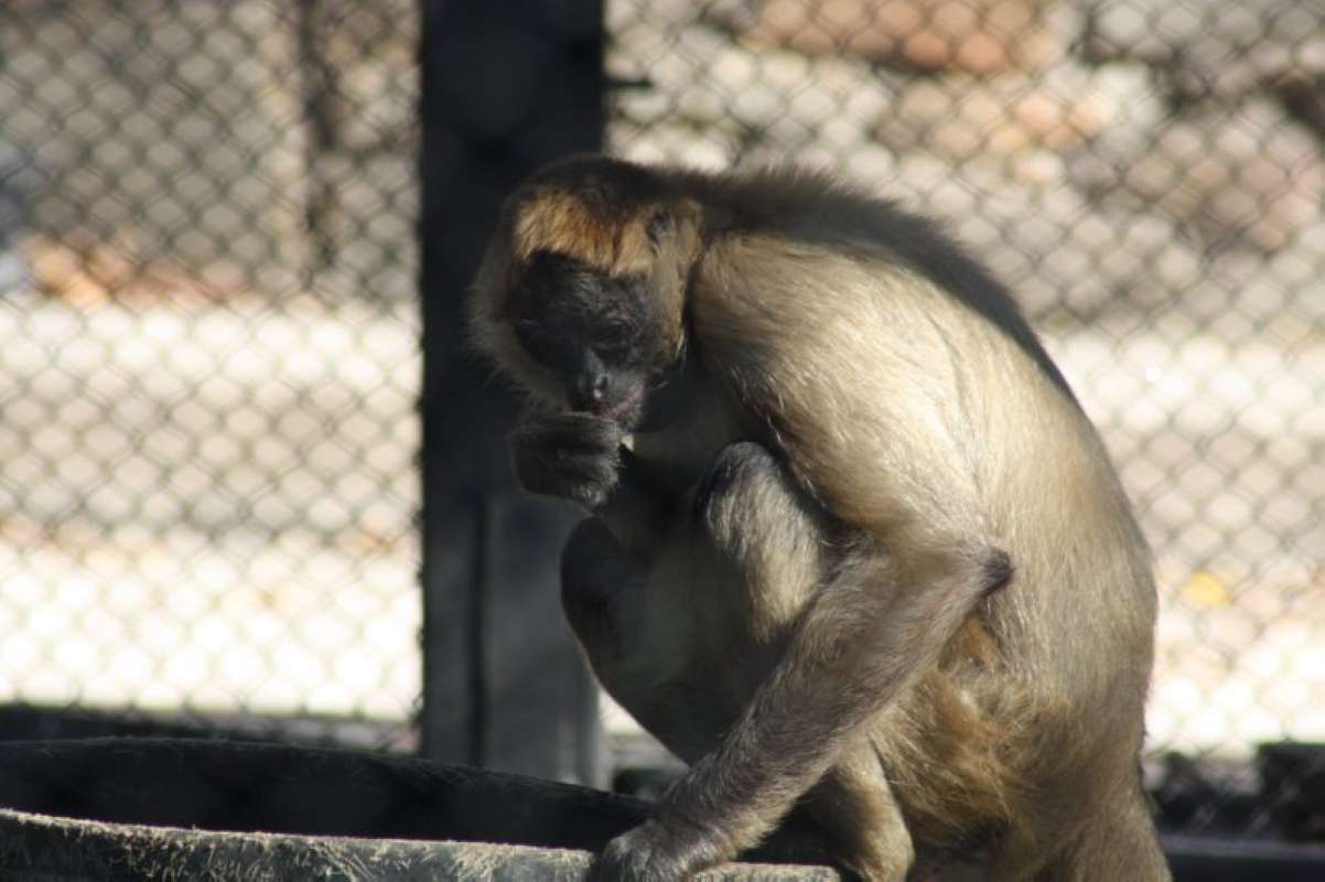 Side View<br>(Location of Picture: Dallas Zoo, Texas, USA, Jan 2010)