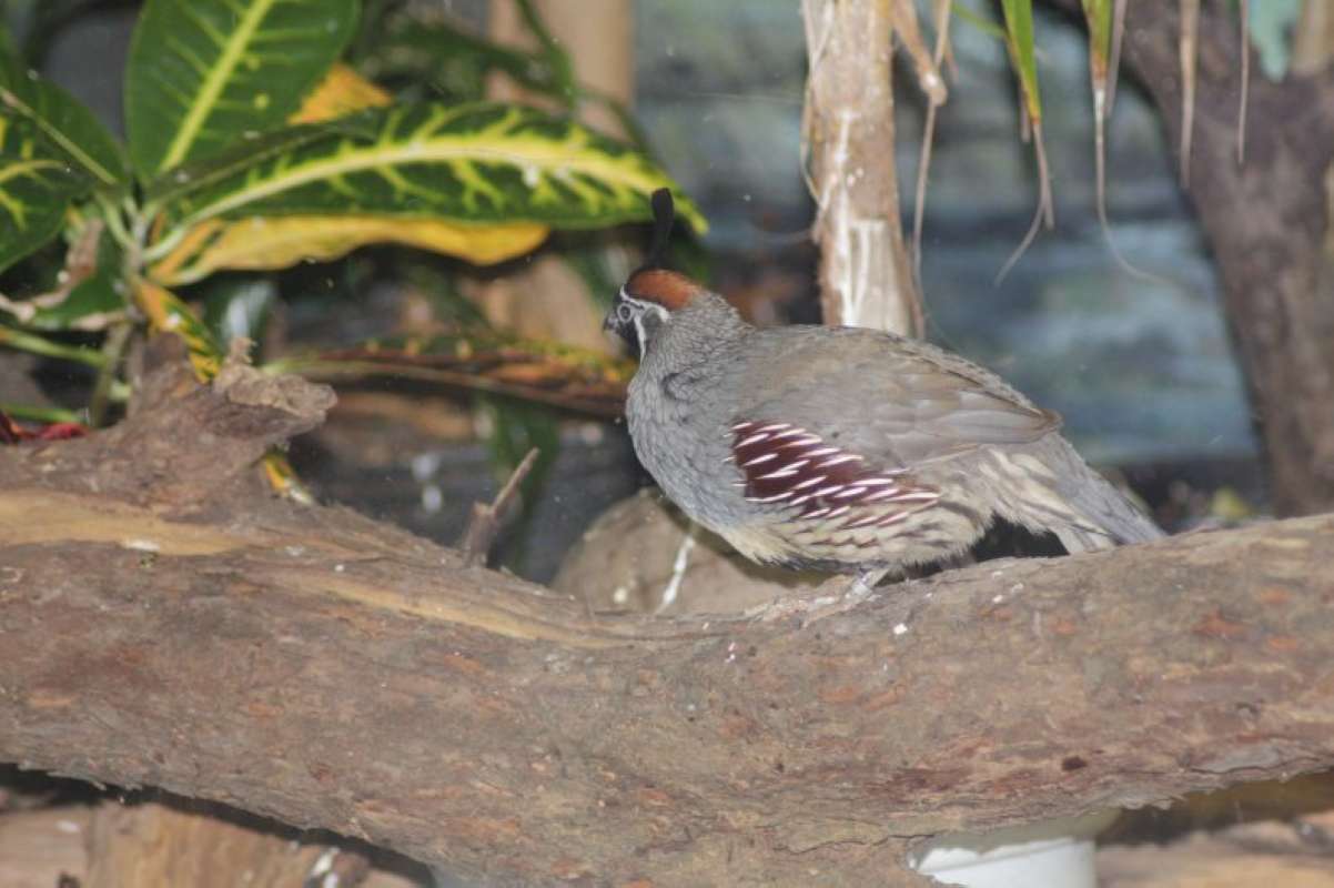 Side View<br>(Location of Picture: Dallas Zoo, Texas, USA, 2010)