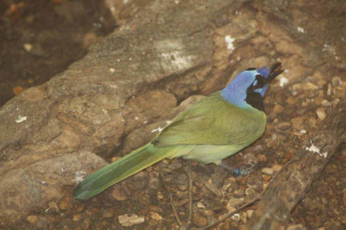 Angle View<br>(Location of Picture: Dallas Zoo, Texas, USA, 2010)