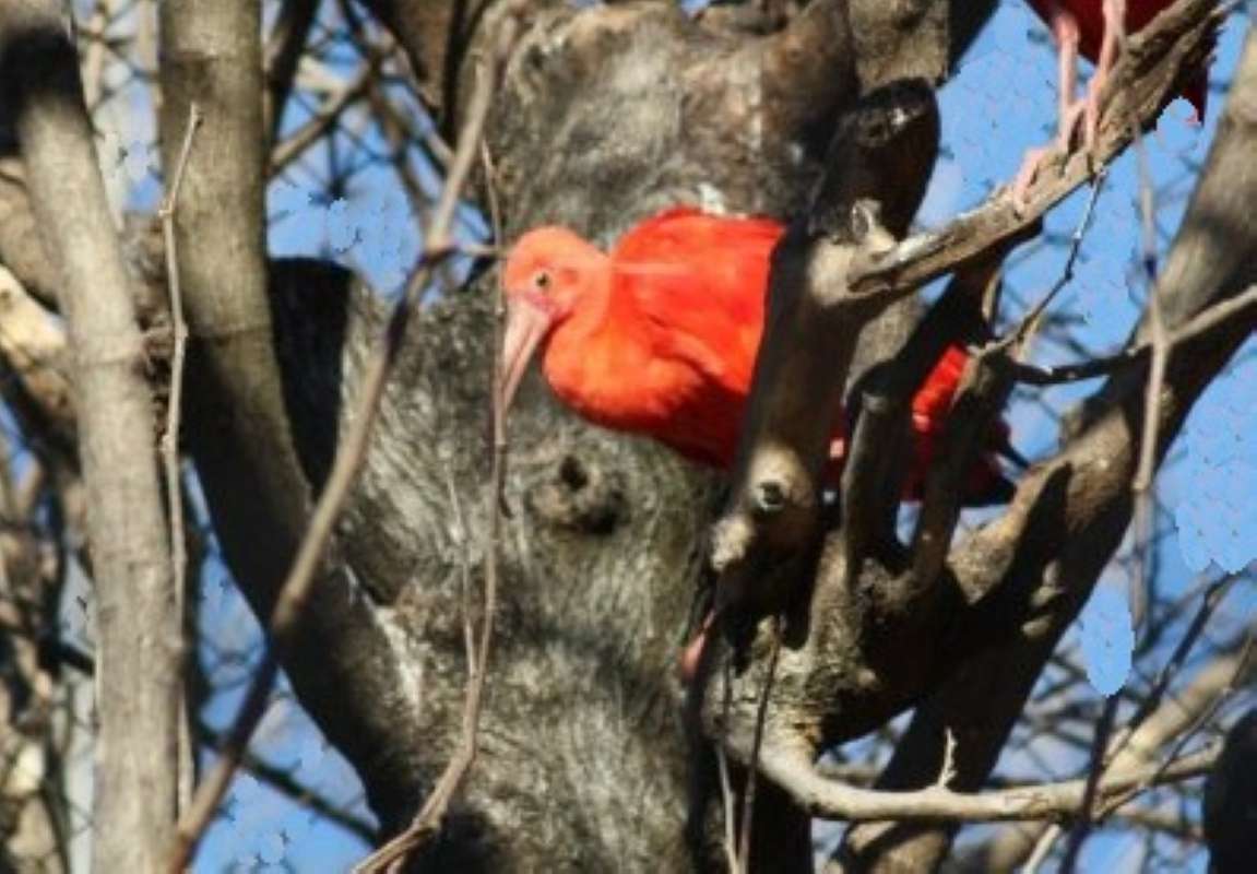 In Tree<br>(Location of Picture: Dallas Zoo, Texas, USA, 2010)
