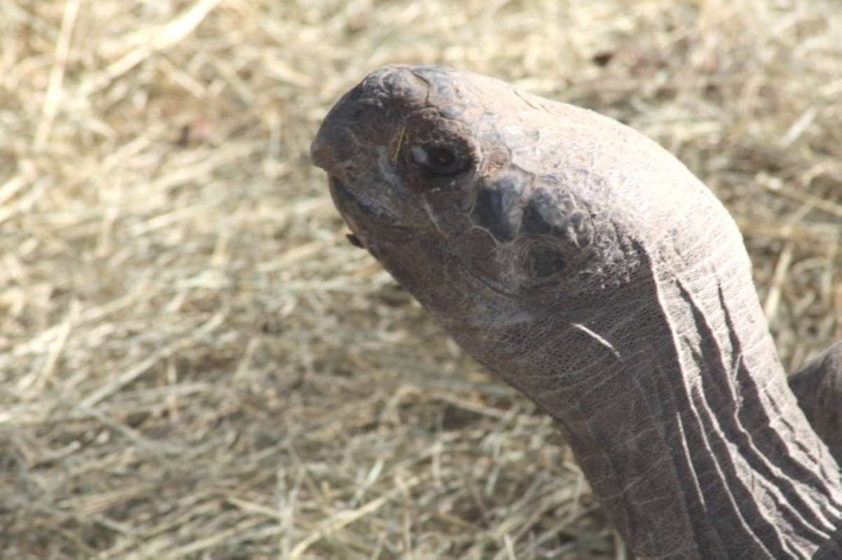 Close View Of Head<br>(Location of Picture: Dallas Zoo, Texas, USA, Jan 2010)